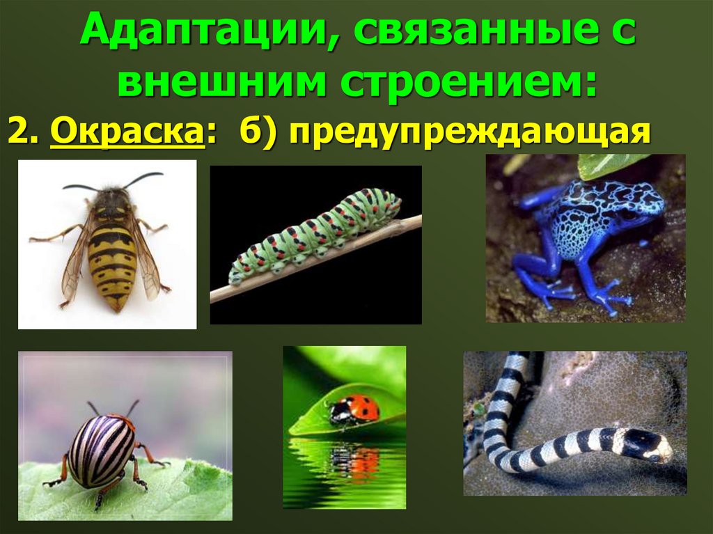 Адаптация насекомых к сезонным изменениям. Адаптация насекомых в природе. Поведенческие адаптации насекомых. Адаптация насекомых примеры. Адаптация окраска.