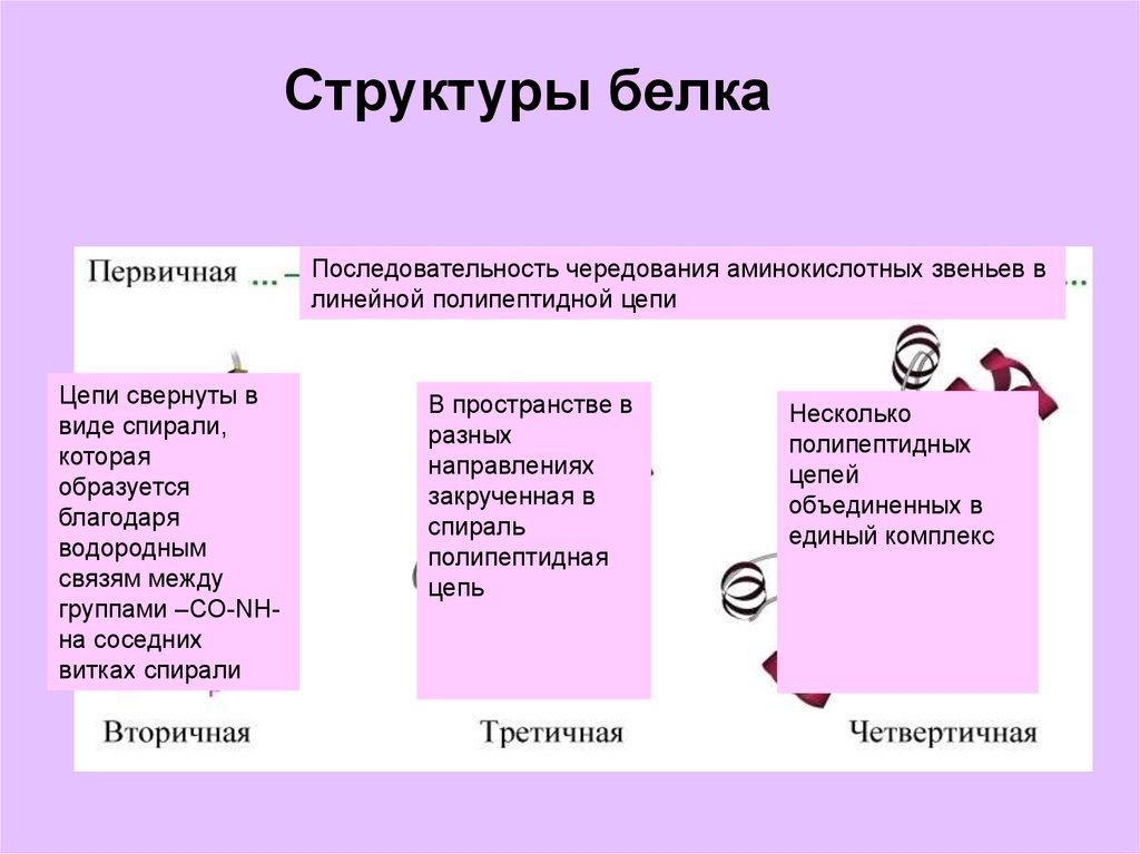 Последовательность белка. Последовательность чередования аминокислотных звеньев. Белок структурное звено. Чередование аминокислотных звеньев. Как найти белковую последовательность.