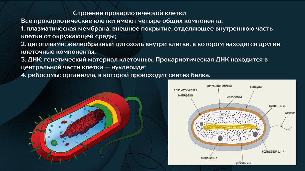 Группы клеточных организмов