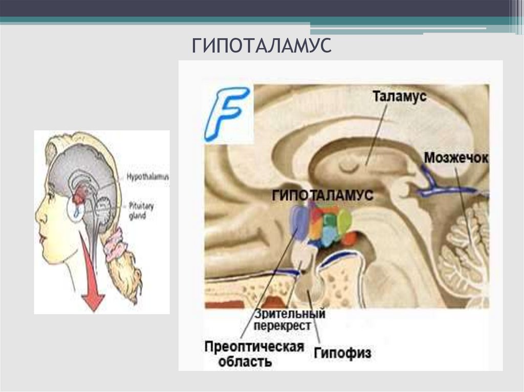 Промежуточный мозг 8 класс биология. Глаз гора и гипоталамус. Промежуточный мозг презентация. Промежуточный мозг в голове. Развитие промежуточного мозга.