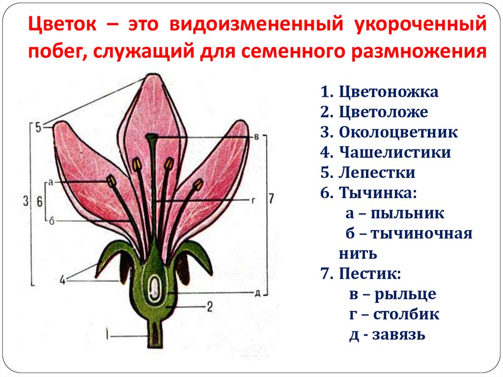 Установите последовательность соподчинения цветок околоцветник генеративные органы. Цветоножка цветоложе околоцветник. Генеративные органы цветка. Цветок это видоизмененный укороченный побег служащий для. Цветок это видоизмененный укороченный.