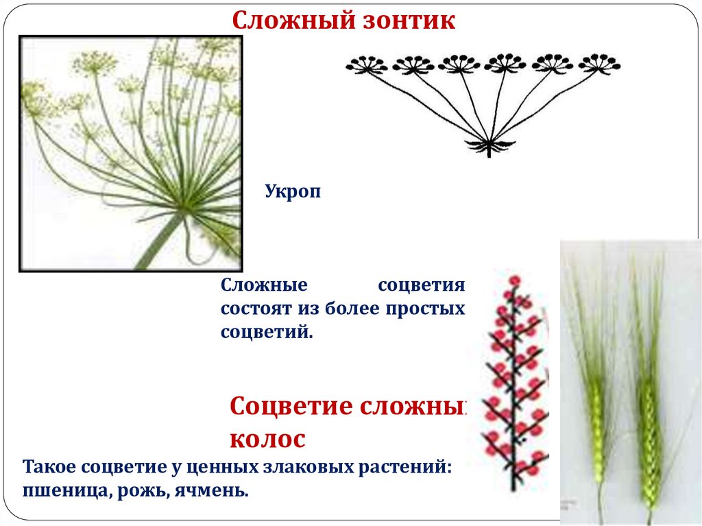 Сложный зонтик соцветие примеры растений. Соцветие сложный зонтик. Укроп соцветие. Схема соцветия укропа. Укроп Тип соцветия.