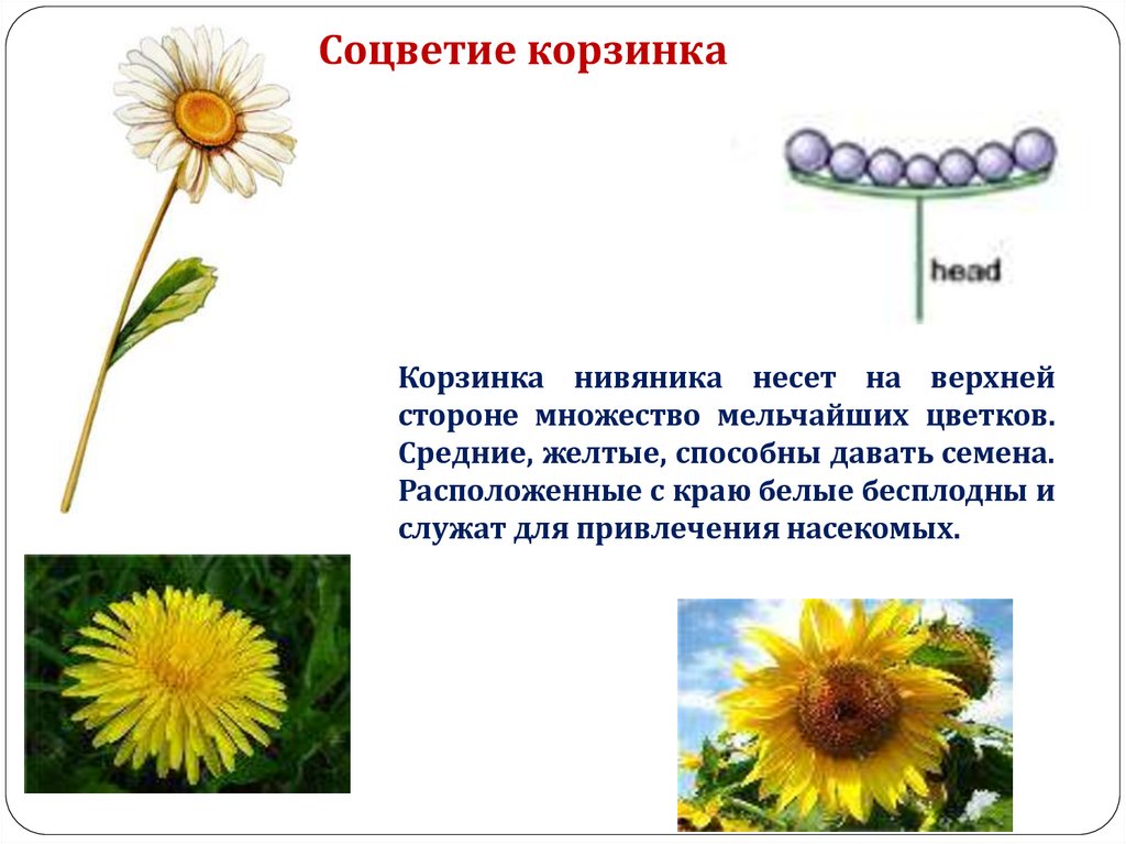 Тест цветок соцветие 6 класс. Строение плода маргаритки.