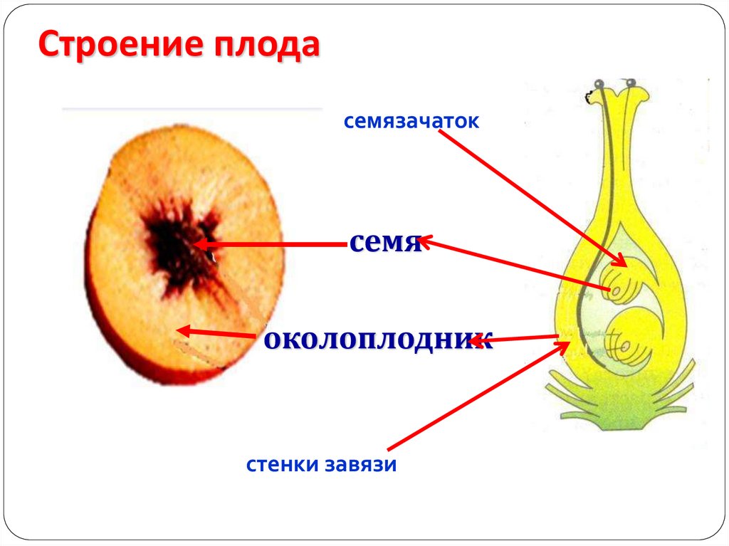 Плод это генеративный орган