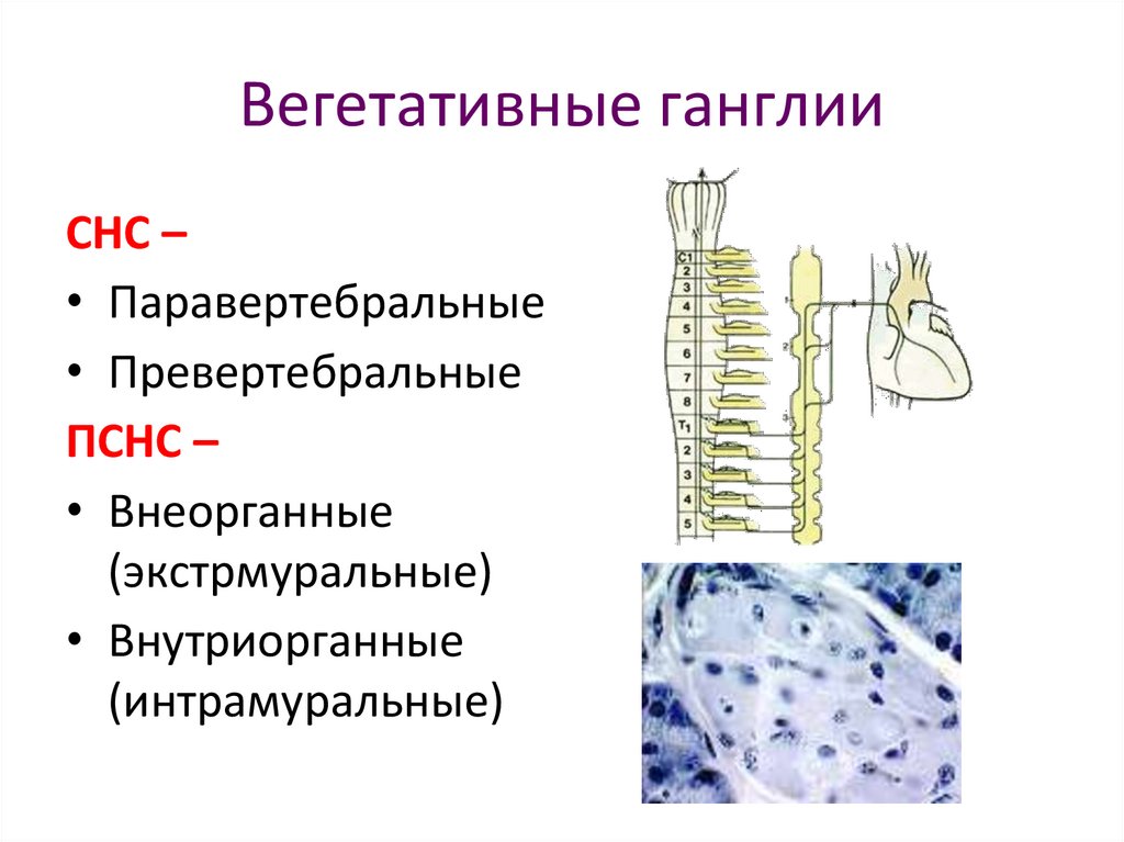 Вегетативная клетка и спора. Строение вегетативного нерва в разрезе.