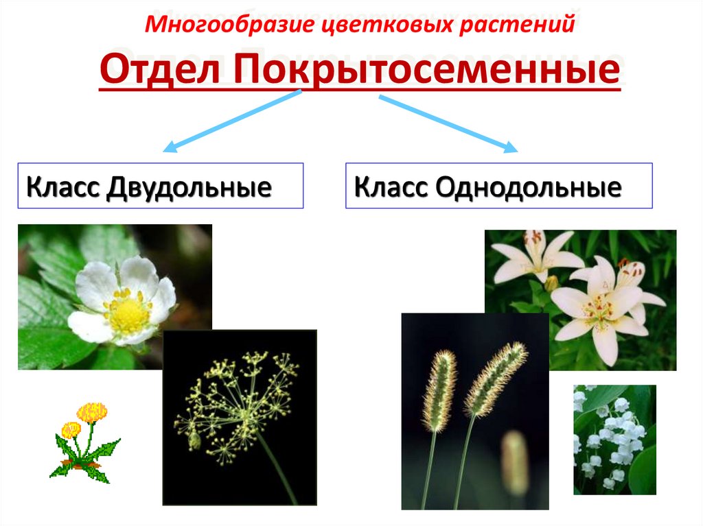 Многообразие цветковых. Отдел покрытосеменных (цветковых)растений. Отдел Покрытосеменные растения. Цветок покрытосеменных растений. Соцветие кисть у крестоцветных.