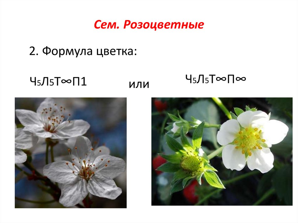 Ч5л5т бесконечность п1 формула какого цветка. Формула цветков Розоцветные. Формула цветка ч5л5т. Розоцветные формула цветка. Семейство Розоцветные формула цветка.