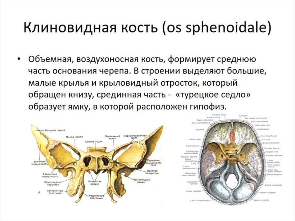 Скелет головы млекопитающих