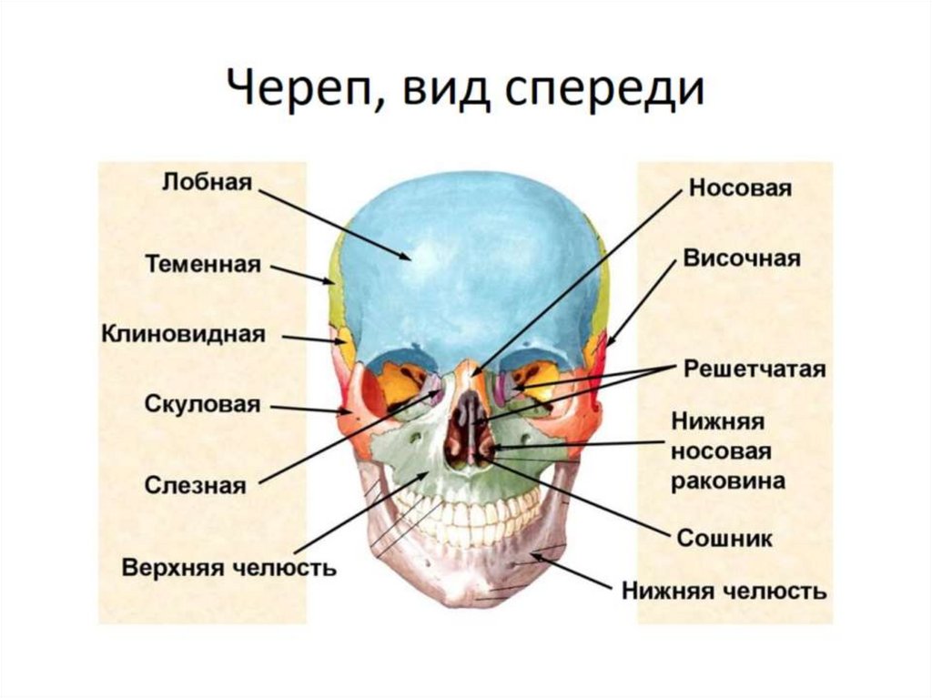 Скелет головы схема