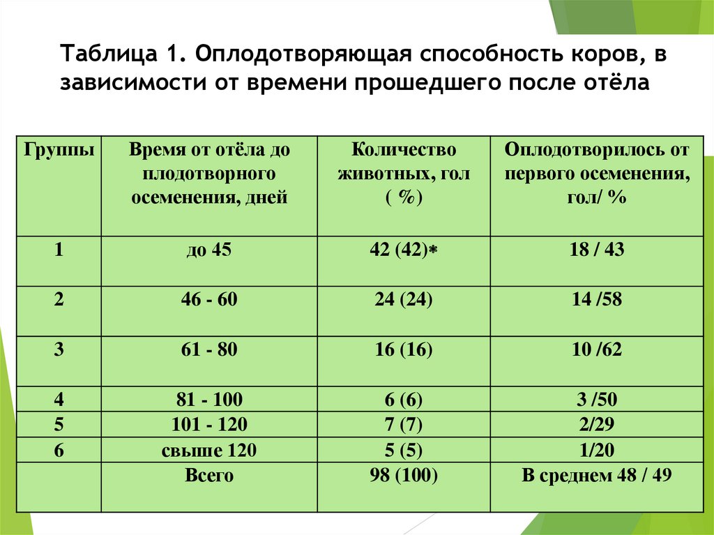 Сухостойный период у коров это