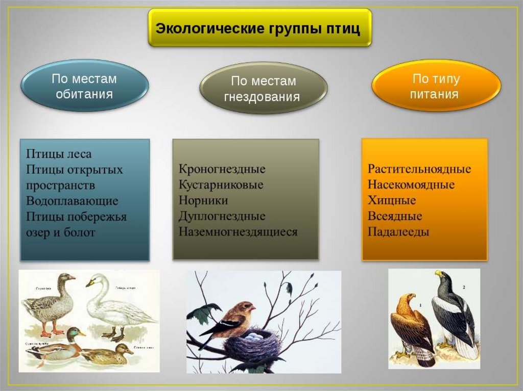 К какой экологической группе относится гусь