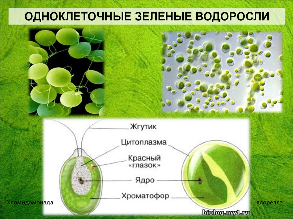 Культивирование одноклеточных водорослей. Зелёные водоросли хлорелла одноклеточеые. Одноклеточная водоросль хлорелла. Одноклеточные растения хлорелла. Водоросли хламидомонада и хлорелла.