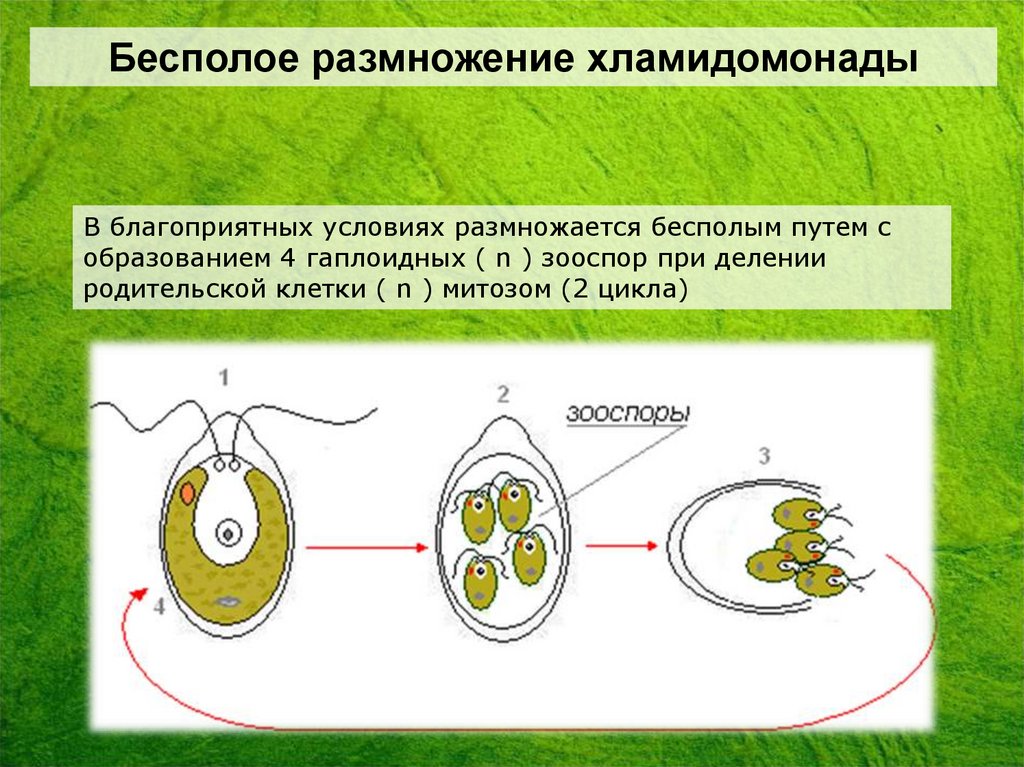 Взрослая особь хламидомонады образуется. Строение и размножение хламидомонады. Цикл размножения хламидомонады. Хламида Монада жизненный цикл. Схема бесполого размножения деление.