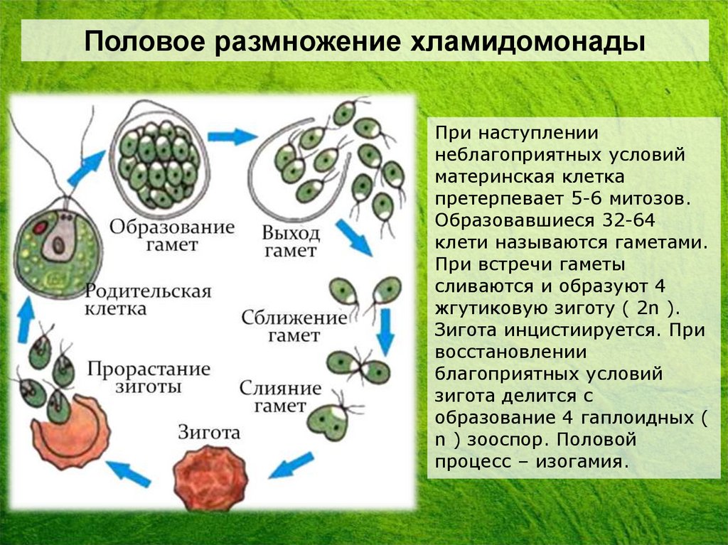 После слияния гамет образуется особая клетка. Зигота у растений. Деление зиготы растений. Образование зиготы у расте. Половое размножение хламидомонады.