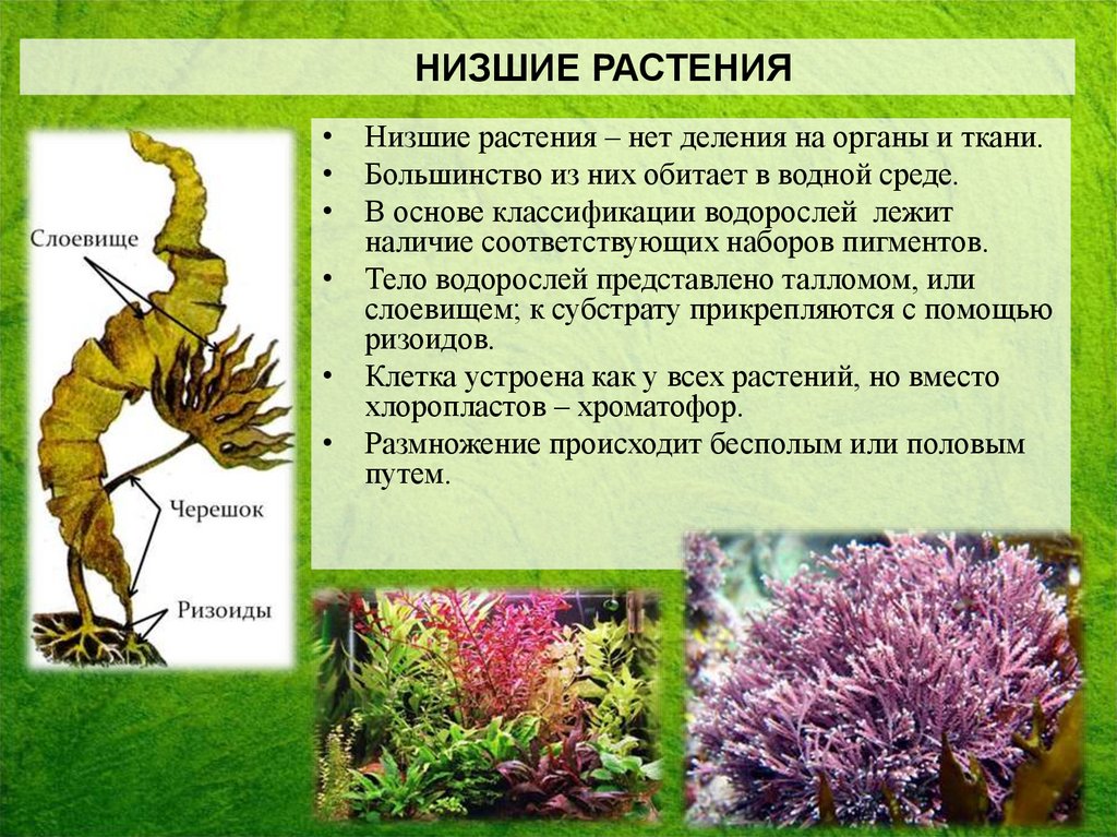 Известно что водоросли относятся к низшим растениям. Низшие растения. Классификация низших растений. Многоклеточные низшие растения. Низшие наземные растения.
