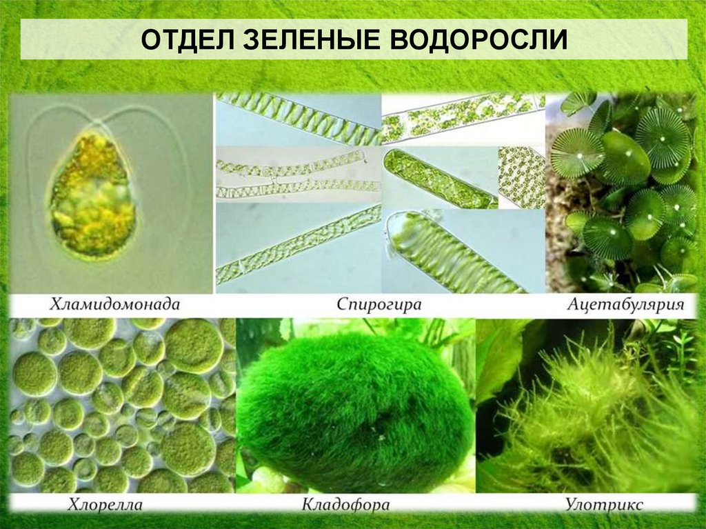 В каких биотехнологиях используют одноклеточные водоросли. Водоросли хлорелла улотрикс хламидомонада. Хламидомонада улотрикс ламинария. Зелёные водоросли одноклеточные хламидомонада спирогира хлорелла. Хлорелла и хламидомонада одноклеточные зеленые.