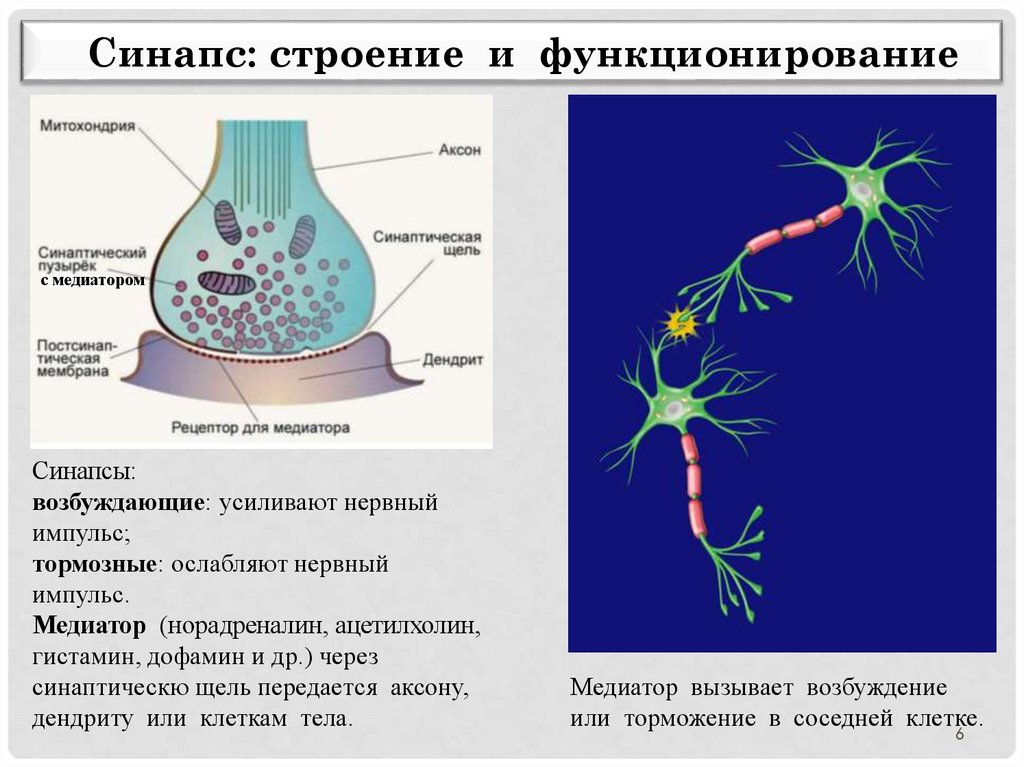 Импульс мозг аксон. Аксон дендрит синапс. Строение нейрона и синапса. Строение синапса. Синапс схема.