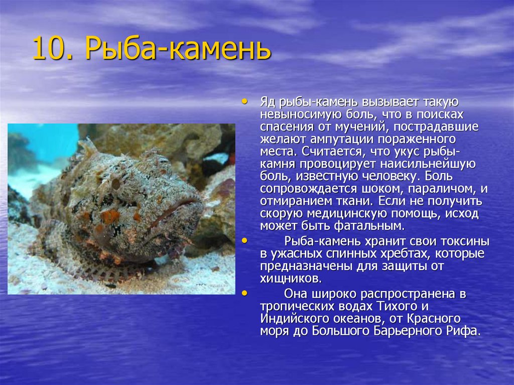 План описания красного моря