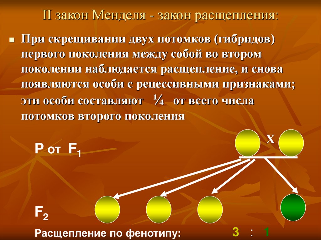 По какой схеме наблюдается расщепление рецессивного признака при скрещивании гибридов i поколения