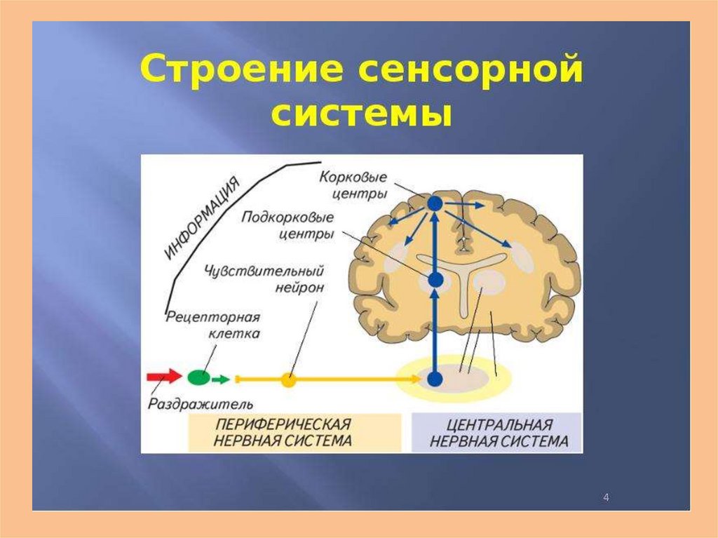 Сенсорные системы организма презентация