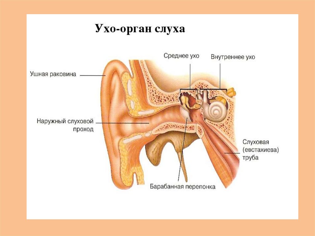 Ухо человека строение