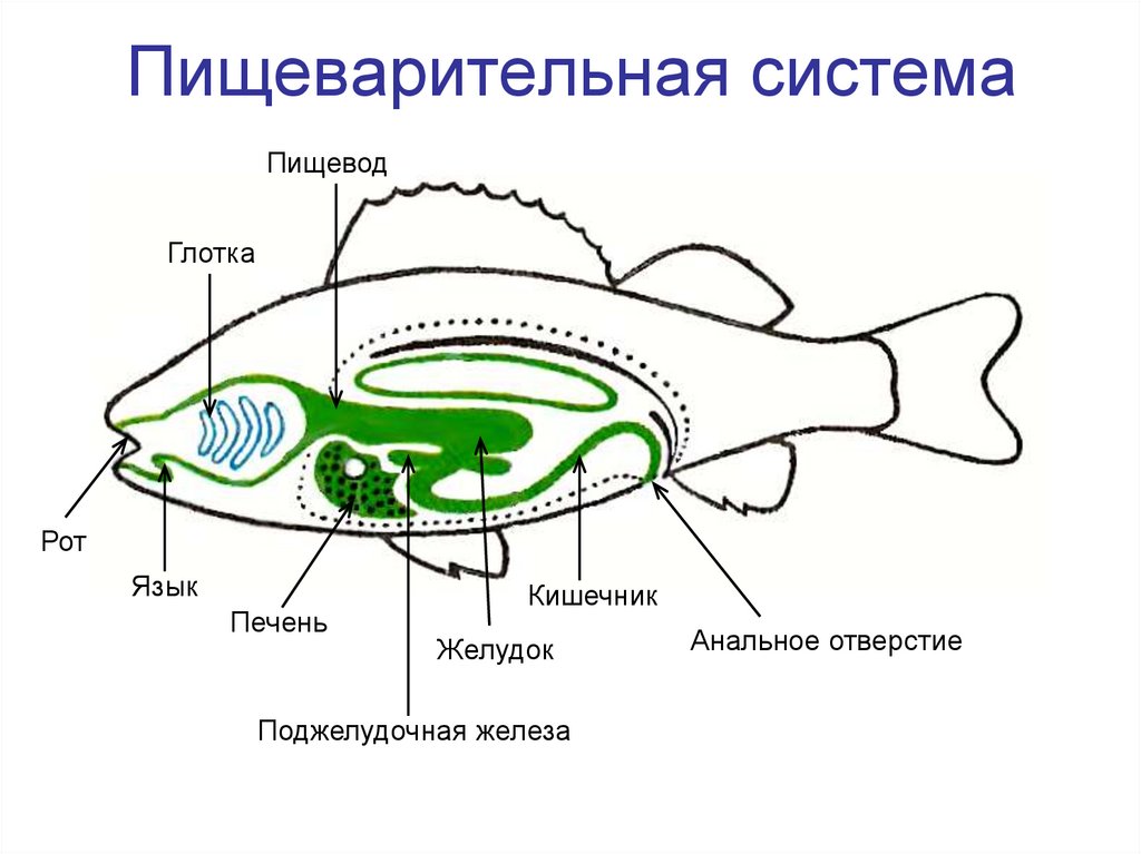 Какая система органов изображена на рисунке рыба