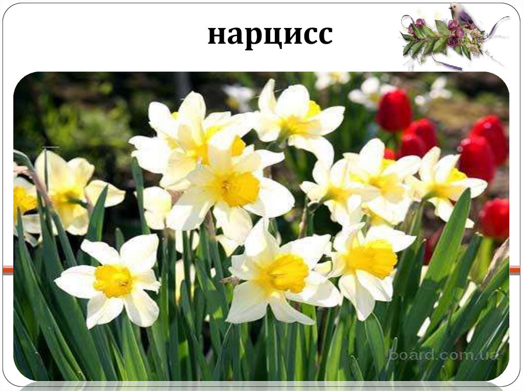 Весенние цветы 2 класс. Нарцисс Веласкес. Чудесные цветники весной. Растения весенних цветников названия. Растения весенних цветников 2 класс.
