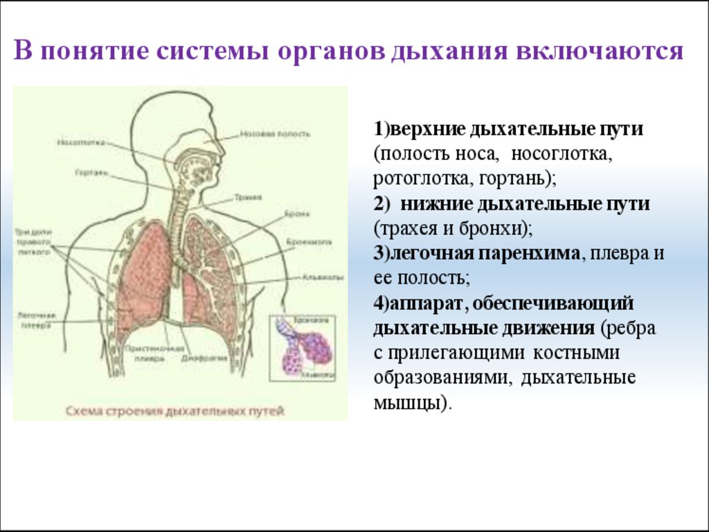 Система органов дыхания включает в свой состав