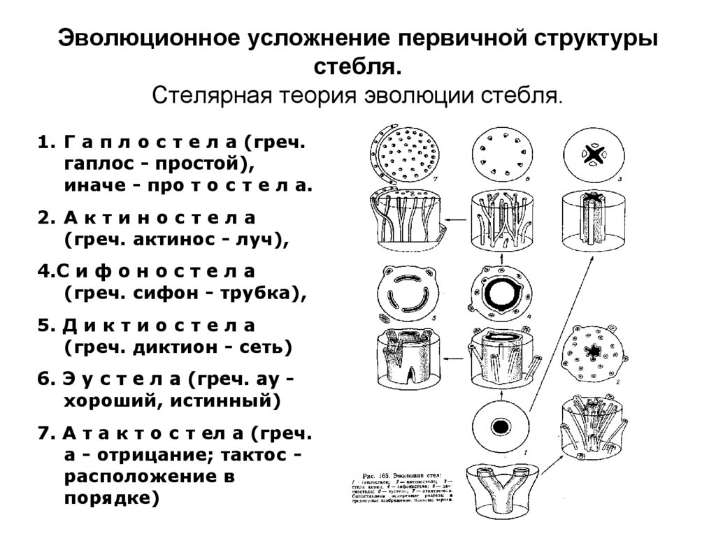 Типы стеллы. Стелярная теория ботаника. Типы стел ботаника. Стелярная теория и Стеллы. Типы стел у растений.