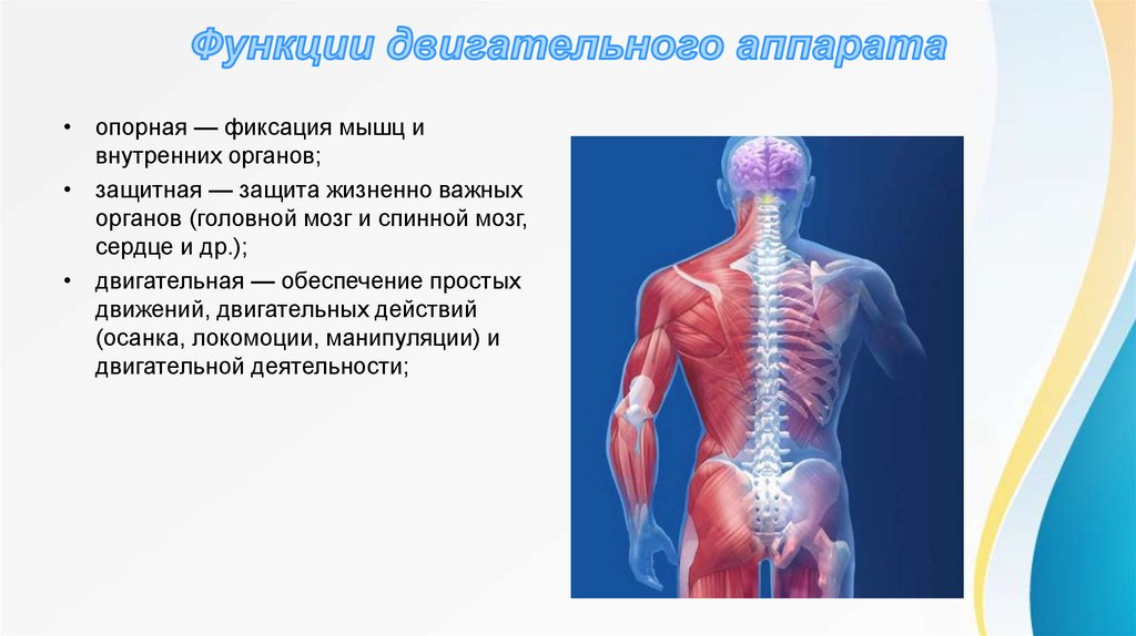 Картинки опорно двигательного аппарата