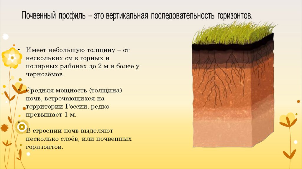 Установите последовательность образования почвы. Толщина почвы. Почва в разрезе. Почвенный разрез Калининград. Мощность почвы.