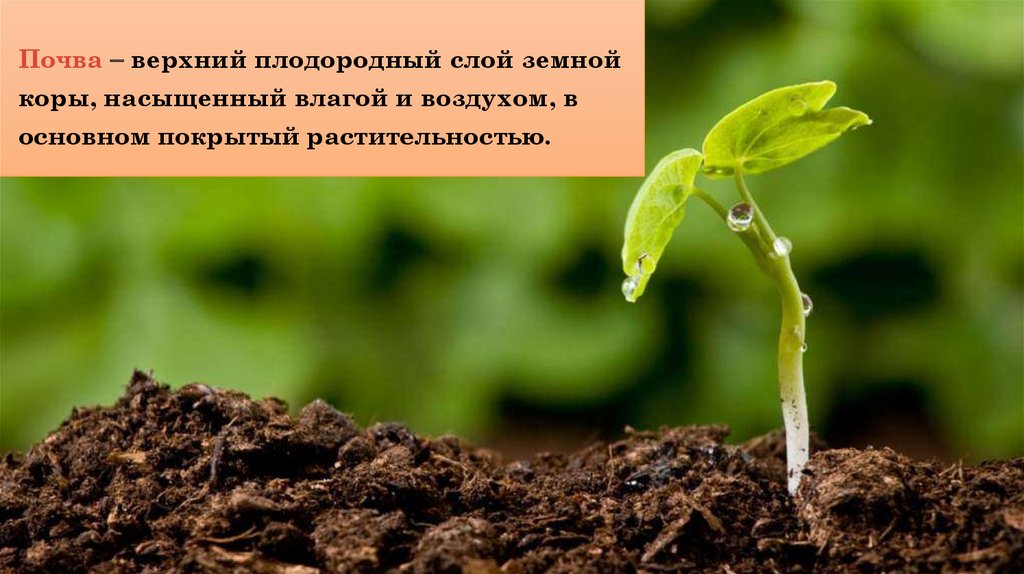 Плодородный слой. Плодородный слой земной коры. Плодоносный слой почвы. Требования к плодородному слою почвы для землевания.