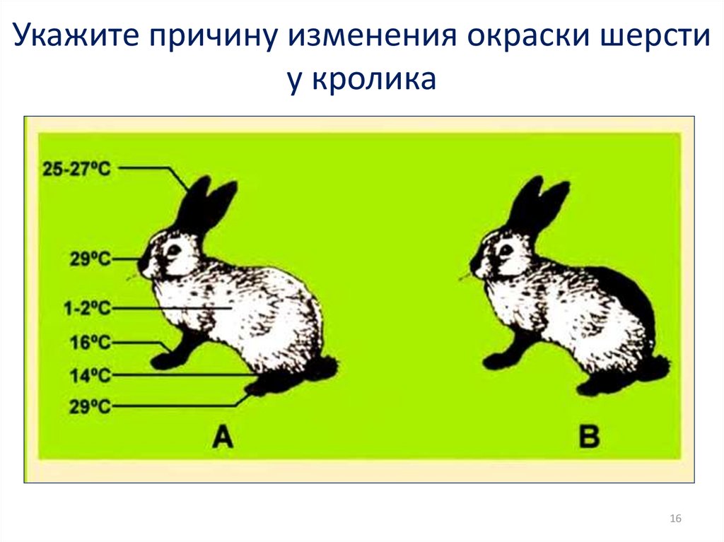 На рисунке изображен горностаевые кролики выращенные при разных температурах