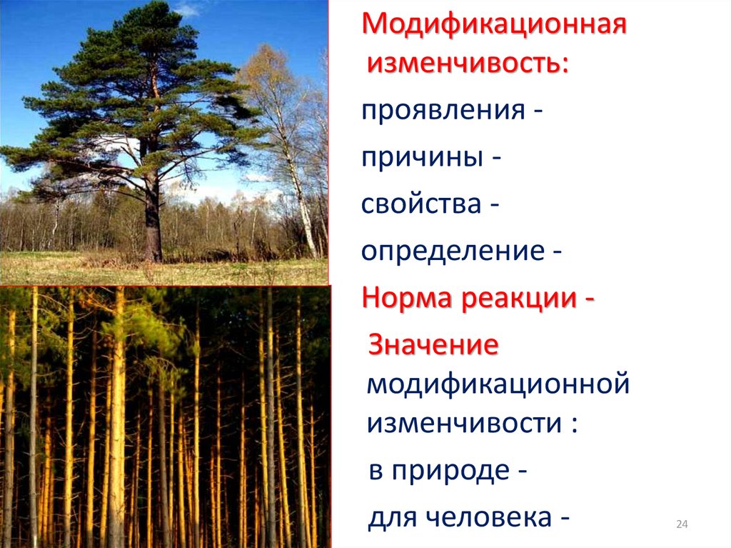 Причины изменчивости. Суточная изменчивость фитоценозов. Экологическая изменчивость. Изменчивость примеры проявления. Модификационная изменчивость сосны.