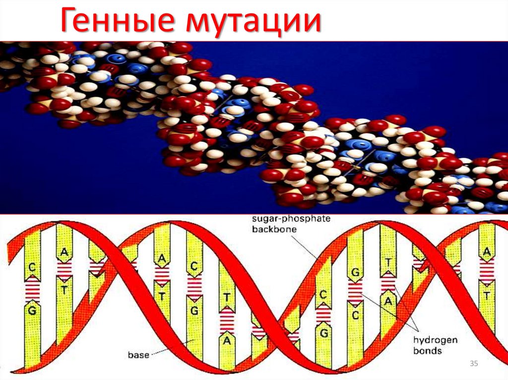 Знаки и мутации. Мутация ДНК.