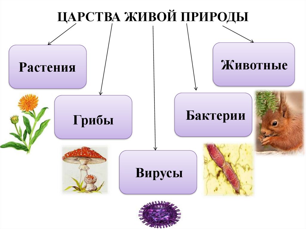 Какие классы есть в природе. Биология 5 кл царство живой природы. Биология схема царства живой природы. Бактерии грибы растения животные это царство. Биология 4 царства живой природы.