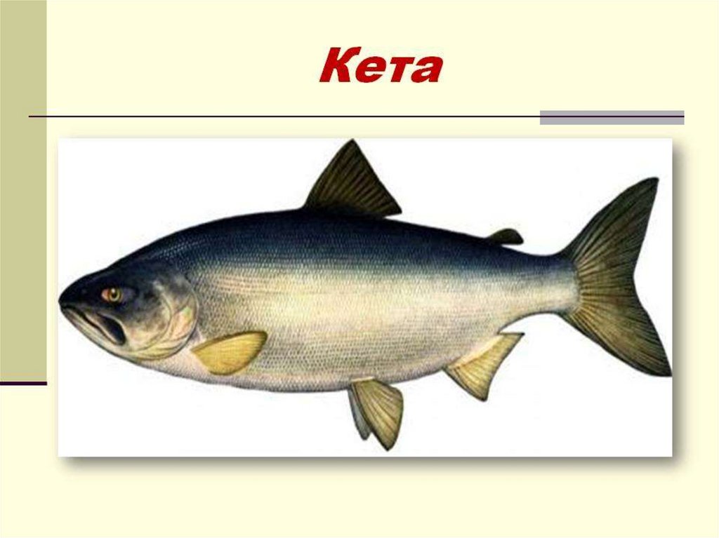 Ценная рыба 5 букв. Рисунок кеты рыбы 4 класс окружающий мир. Кета рисунок. Кета Континент. Как выглядит рыба кета рисунок.