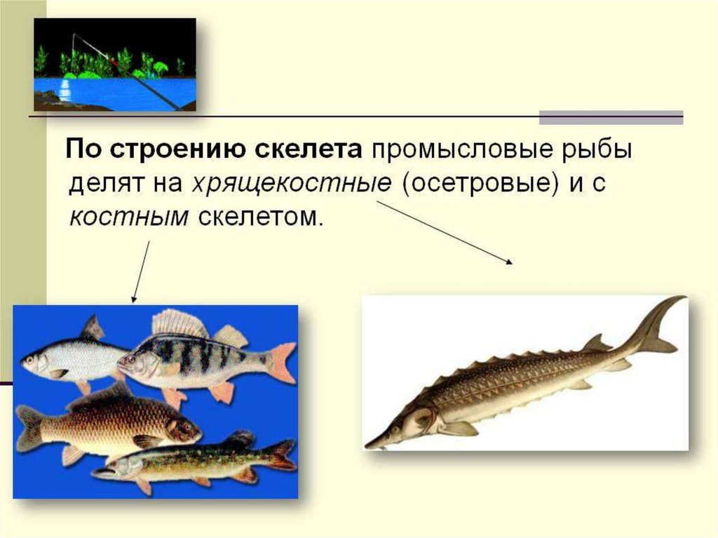 Блюда из рыбы с хрящевым скелетом