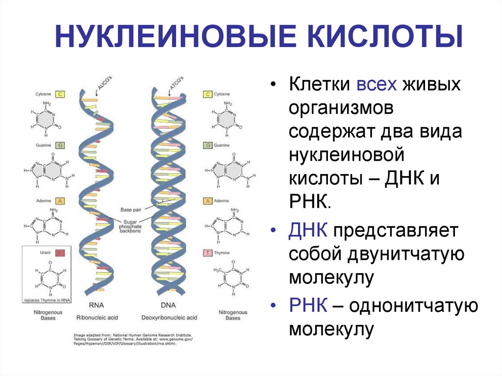 Структура белка закодирована в молекуле днк. Строение молекулы нуклеиновой кислоты биология. Нуклеиновые кислоты строение и классификация. Молекула нуклеиновой кислоты схема. Нуклеиновые кислоты химия 10 класс конспект.