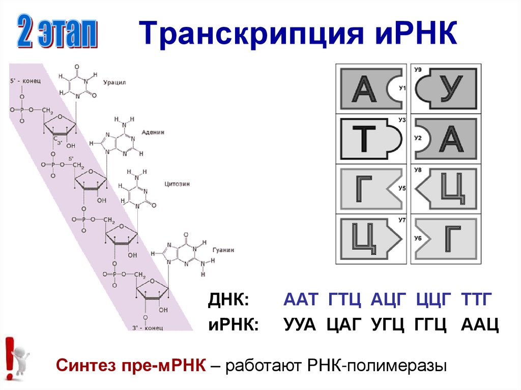 Синтез ирнк начинается с. Образование ИРНК. Этапы образования ИРНК. Размер ИРНК. Матрица для синтеза ИРНК.