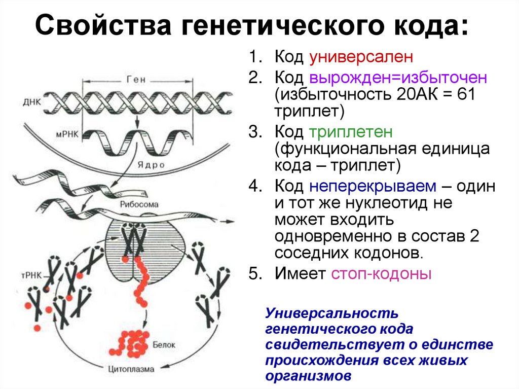 Какое свойство генетического кода. Единица генетического кода. Для генетического кода не характерны свойства. Свойство генетического кода универсальность. Свойства генетической информации.