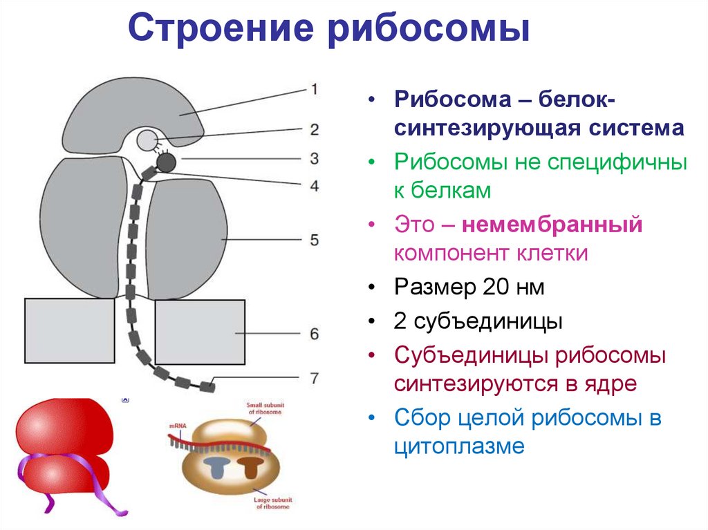 Рибосомы функции рисунок