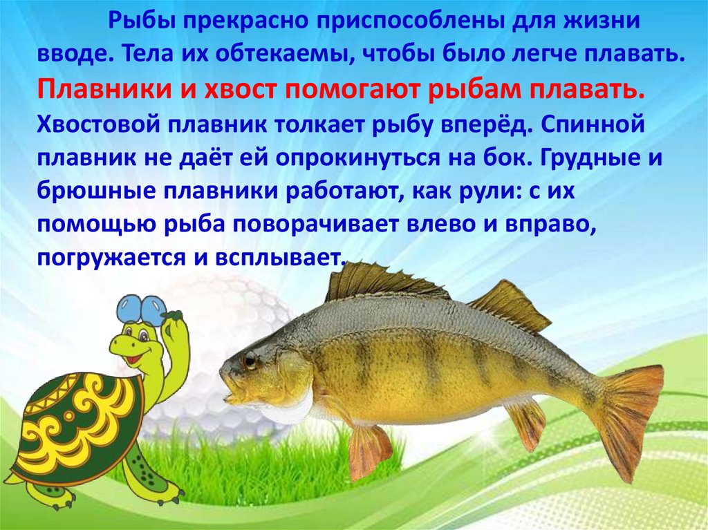 Особенности рыб 2 класс. Рыбы 1 класс. Рыбы окружающий мир. Рыба для презентации. Презентация по теме рыбы.