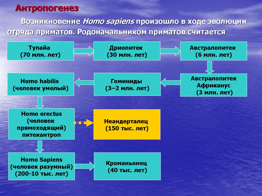 Антропогенез человека презентация