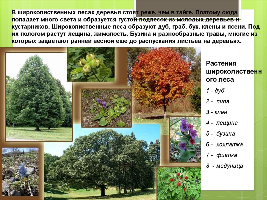 Какие растения есть в евразии. Растения зоны широколиственный лес. Широколиственные леса зоны в России. Широколиственный лес лес природная зона. Зона широколиственных лесов Евразия.