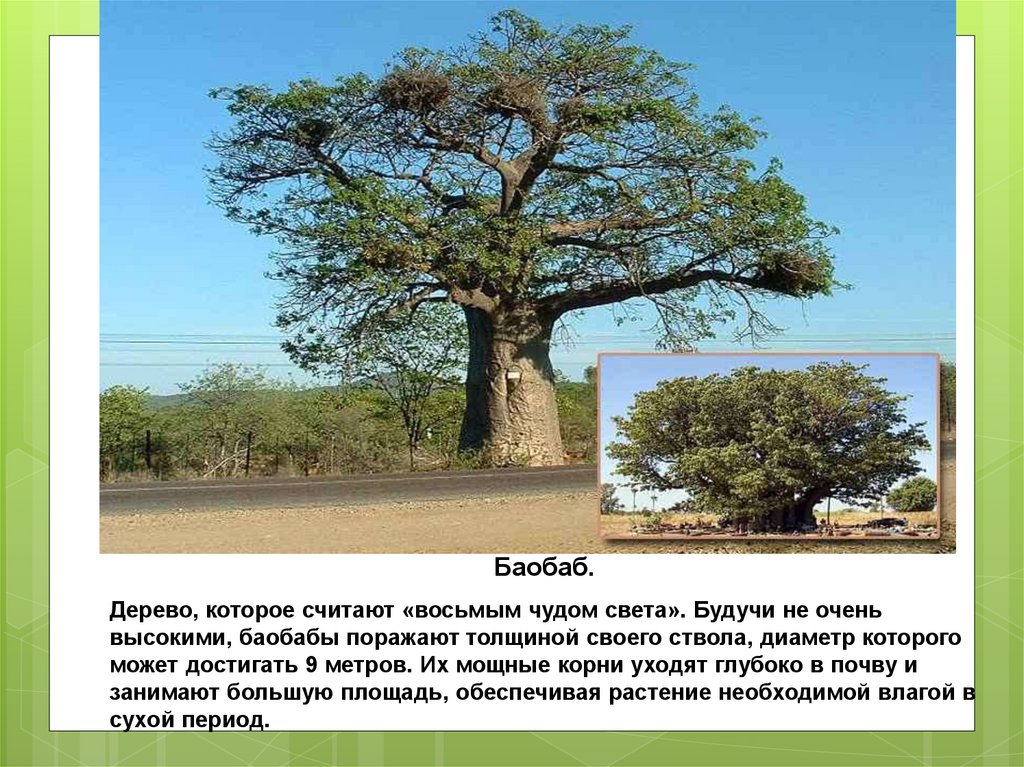 Бутылочное дерево природная зона. Баобаб чудо дерево. Акация и баобаб. Корни баобаба. Баобаб информация.