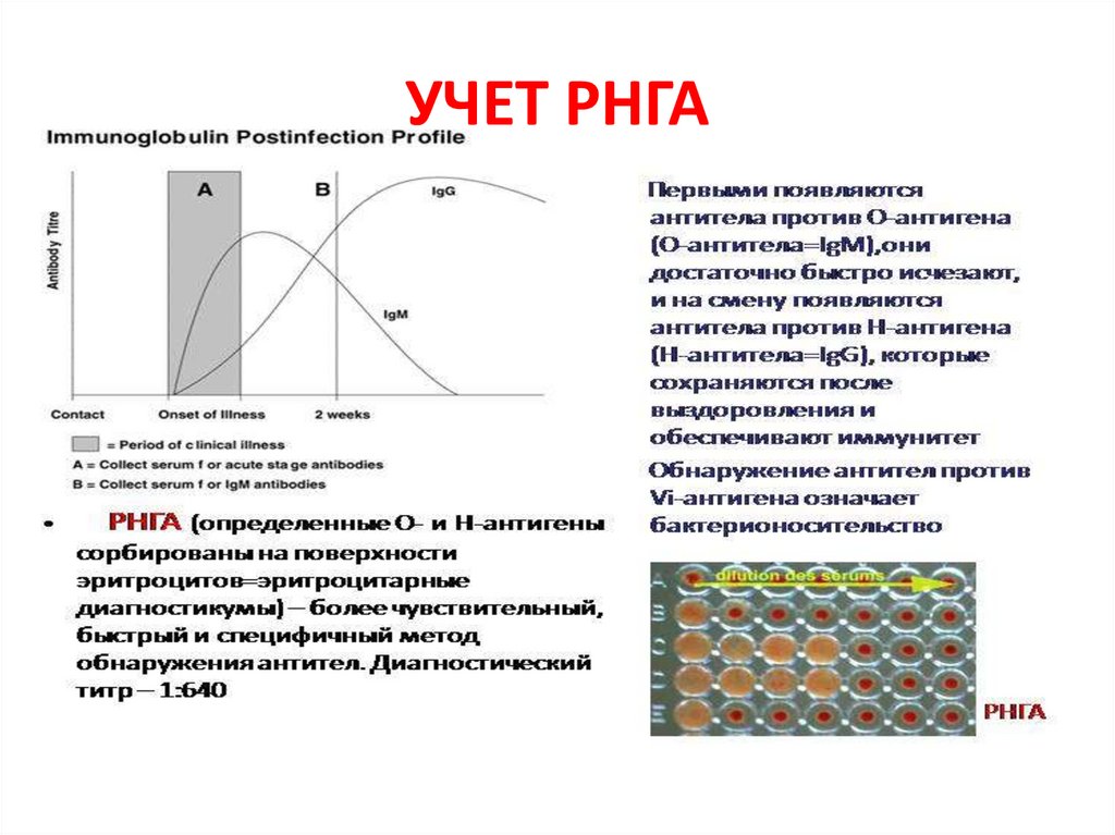 УЧЕТ РНГА