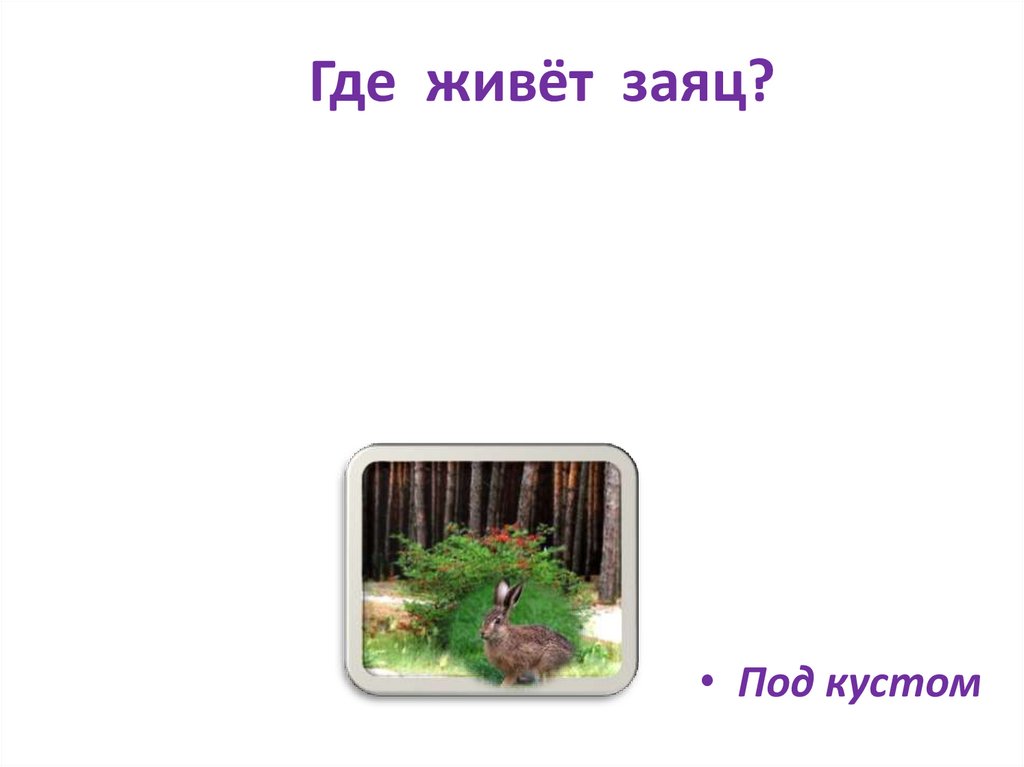 Где живёт заяц?