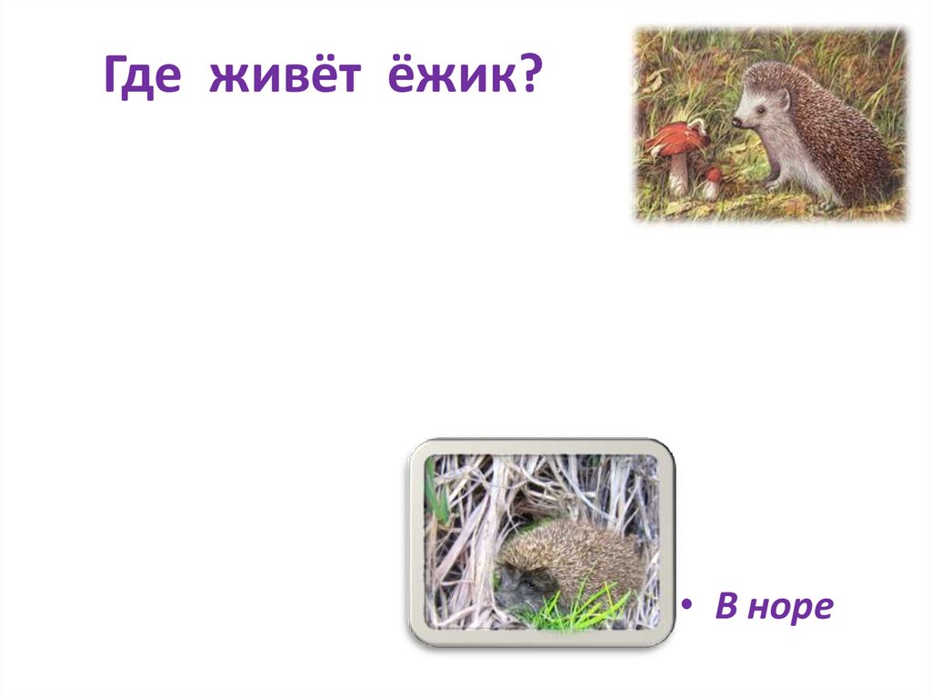 Где живёт ёжик?