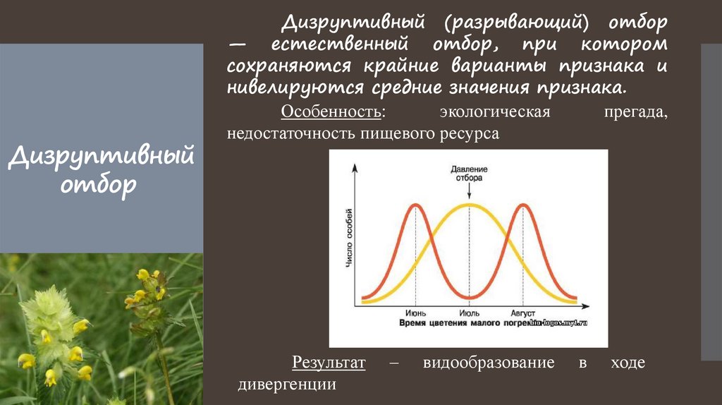 Естественный отбор сохраняет особей с полезными